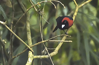 Ramphocelus sanguinolentus